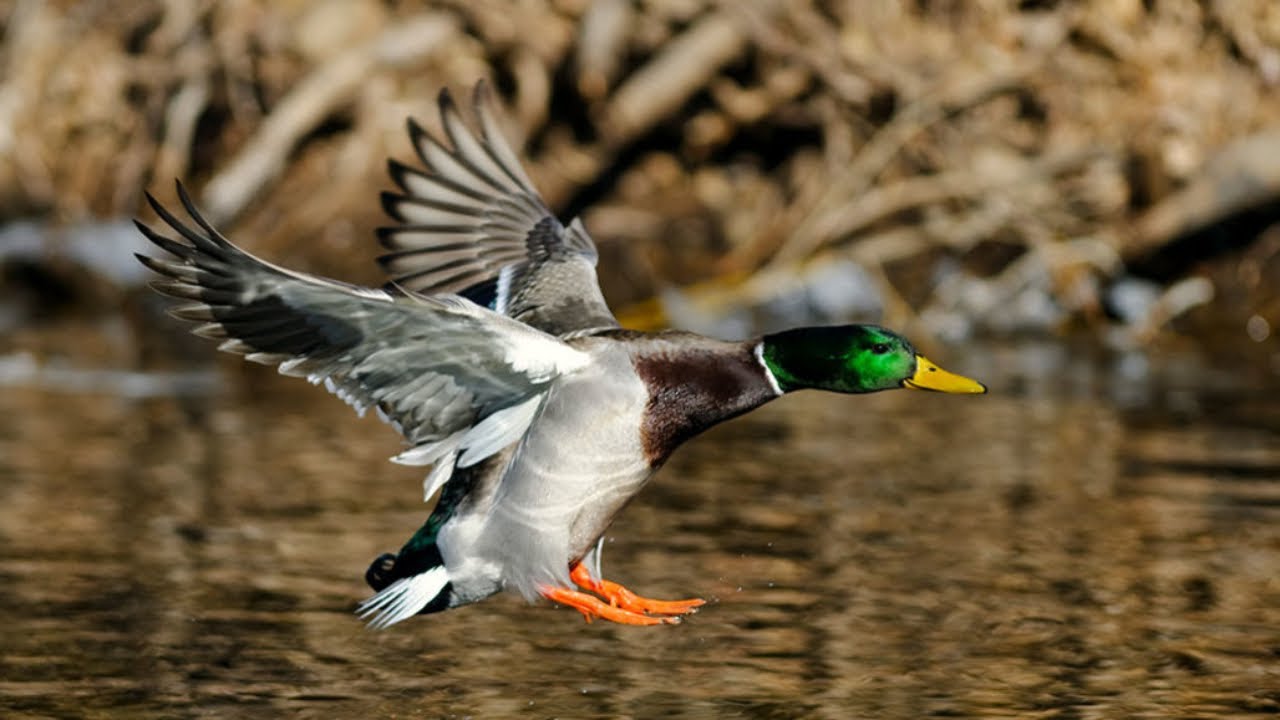 Duck and Goose video-Cute and Funny Ducks 2021