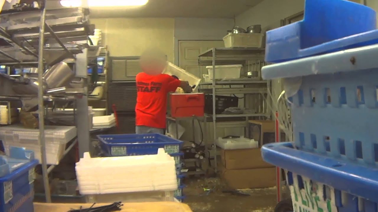 Animales congelados vivos y cruelmente gaseados en f&aacute;brica que provee a Petco y PetSmart