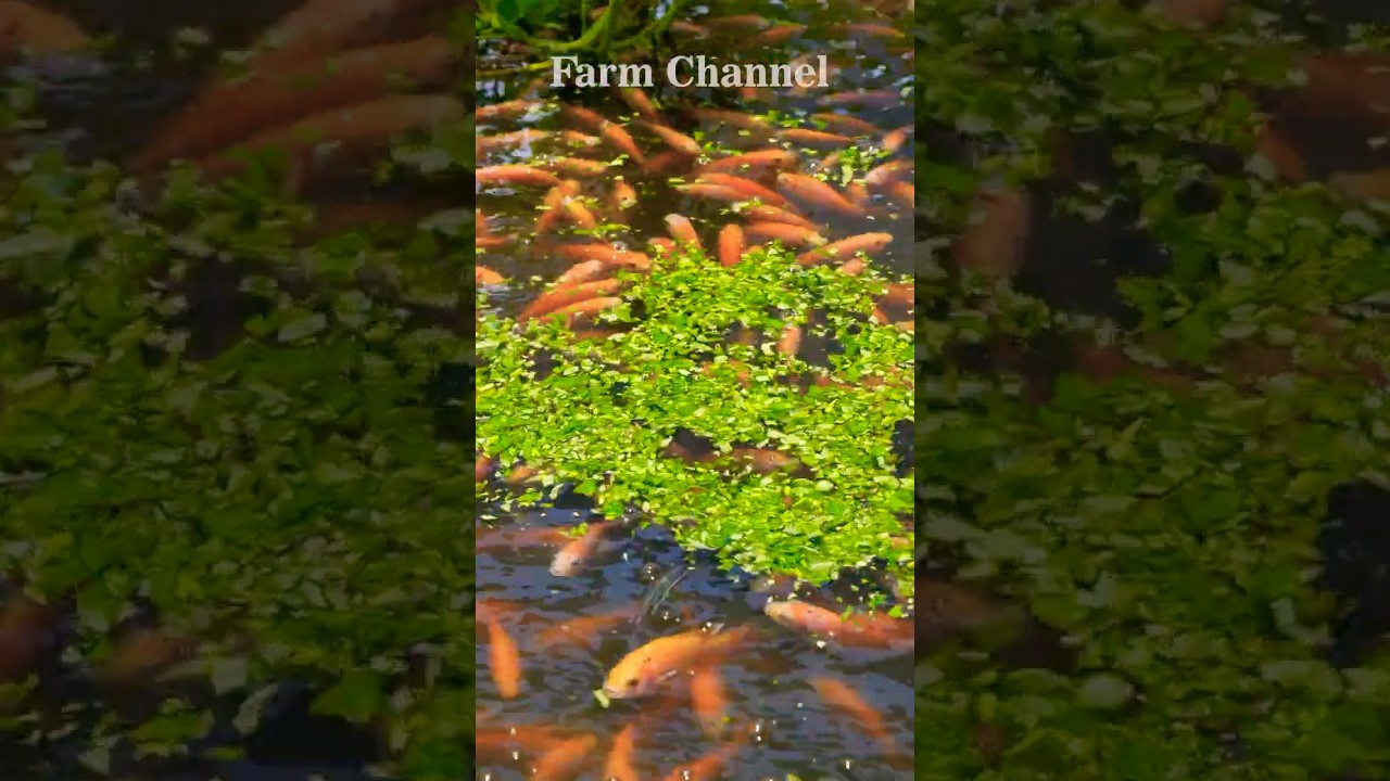 Awesome Natural Fish Feed   Red Tilapia Eat Water Spinach Delicious #tilapiafarming #Farmlife #short