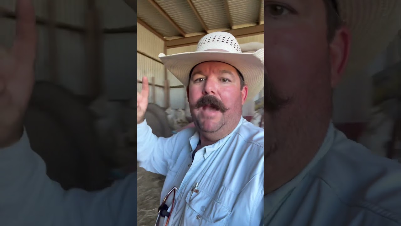 Why whole corn makes sense for our operation. 