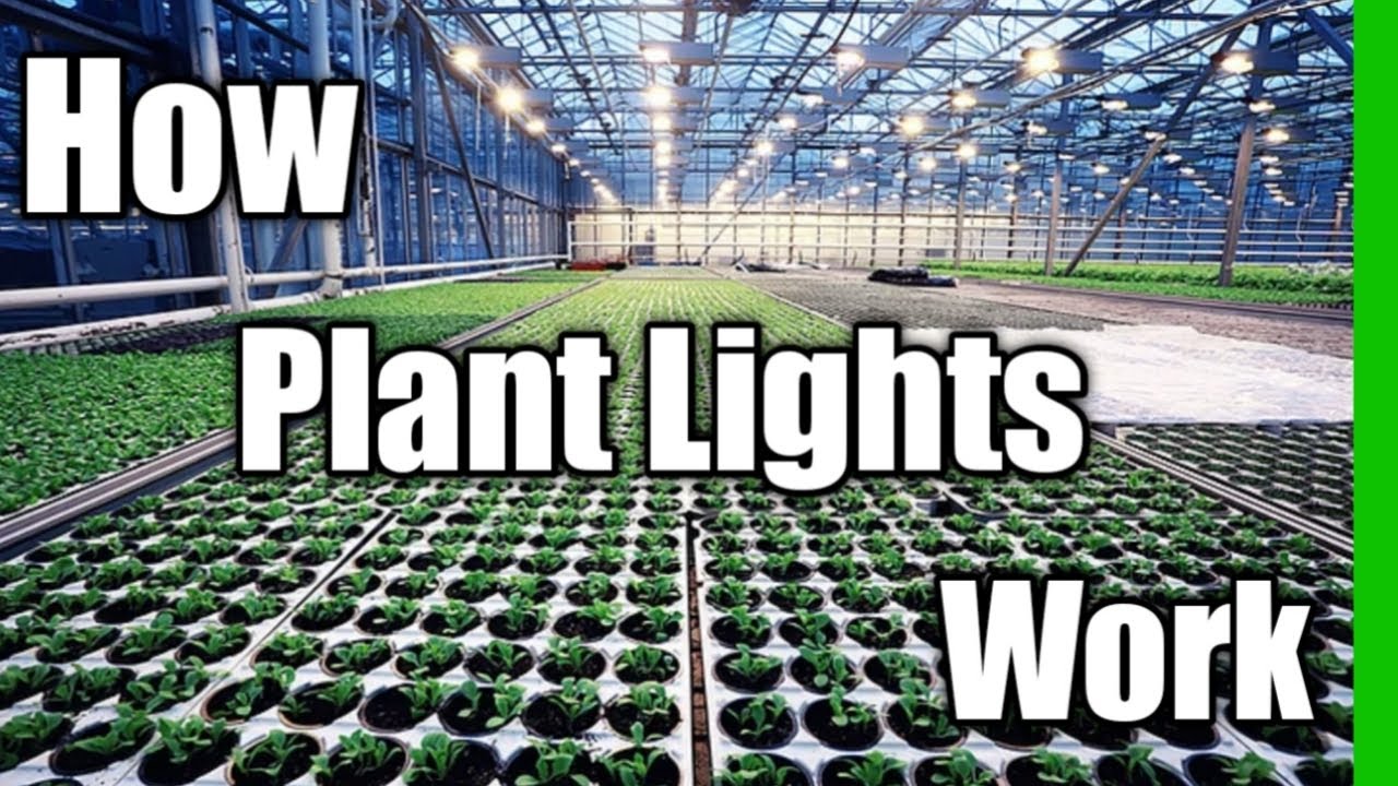 How Do Plant\Grow Lights Work? What Are LED Lights?