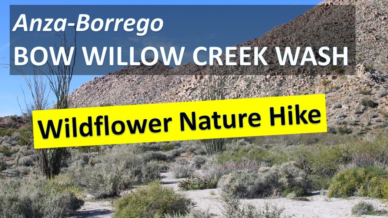 Anza-Borrego BOW WILLOW CREEK Wildflowers Nature Hike, Desert Superbloom