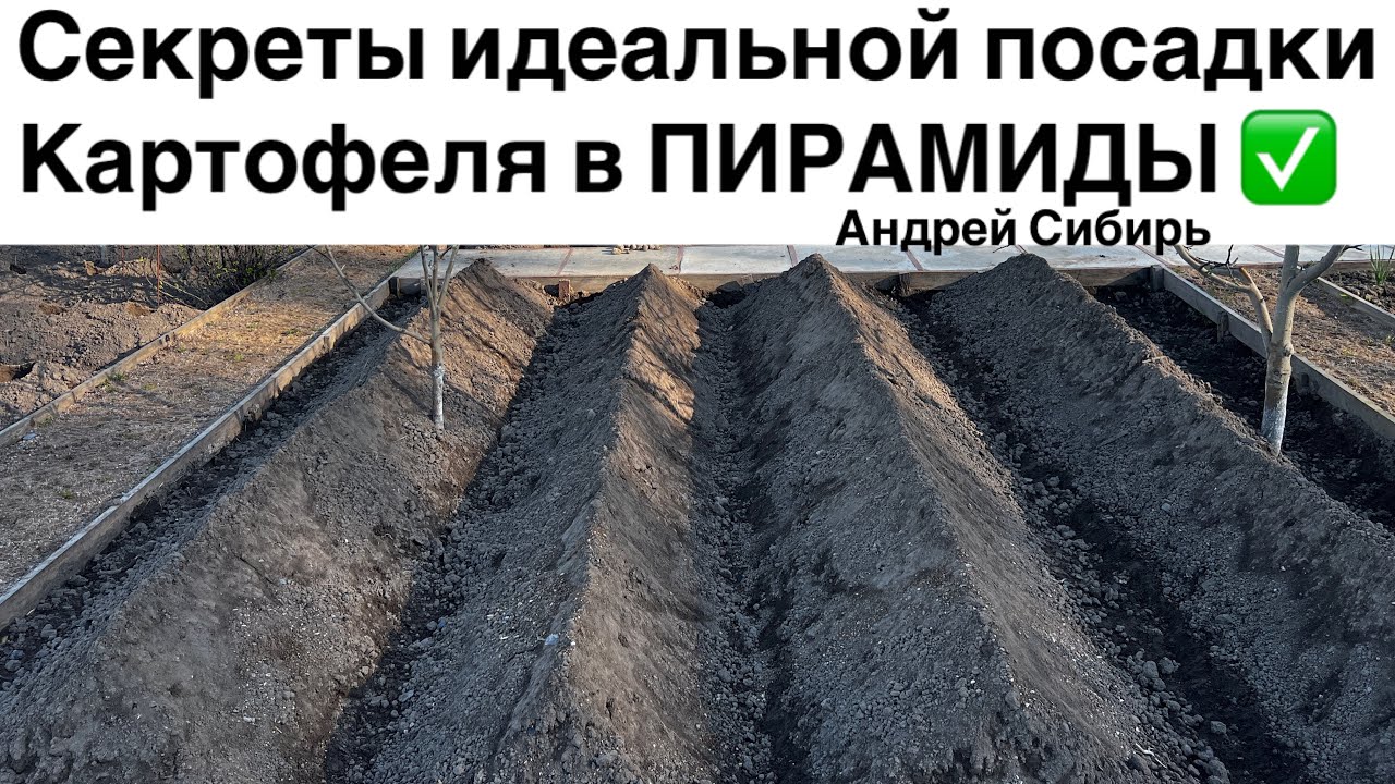 Сажаю 250 КЛУБНЕЙ в мае -получаю 12 МЕШКОВ в сентябре! Посадка Американки в ПИРАМИДЫ 2022 год.
