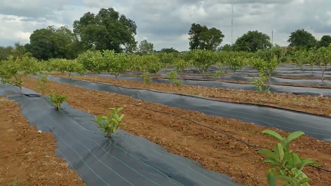 # farming ( weed mat installation in guava plantation) karnataka 