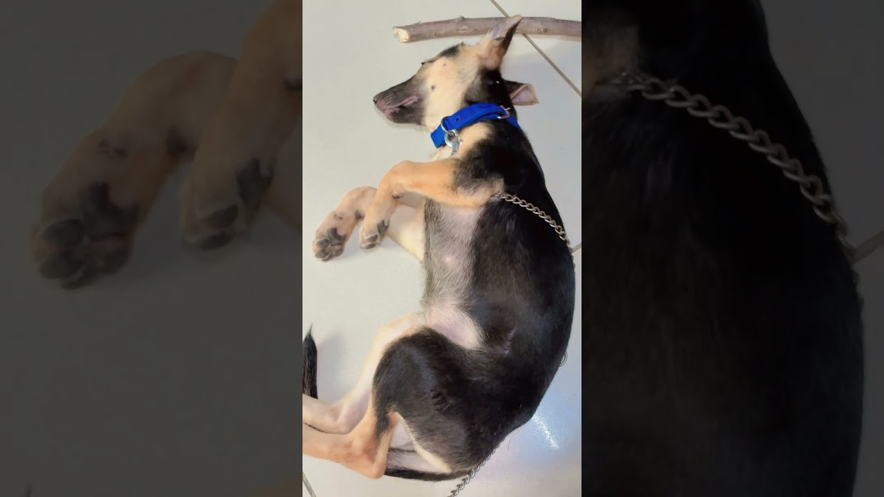 #funny #dogvideos #germanshepherdlove #germanshepherdlife #cutedogs #dogshorts