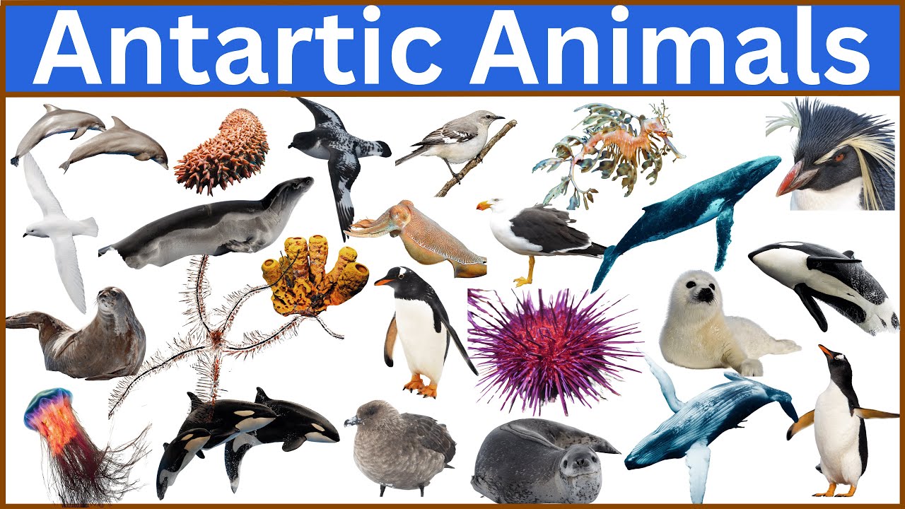 Discover the adorable animals of Antarctica