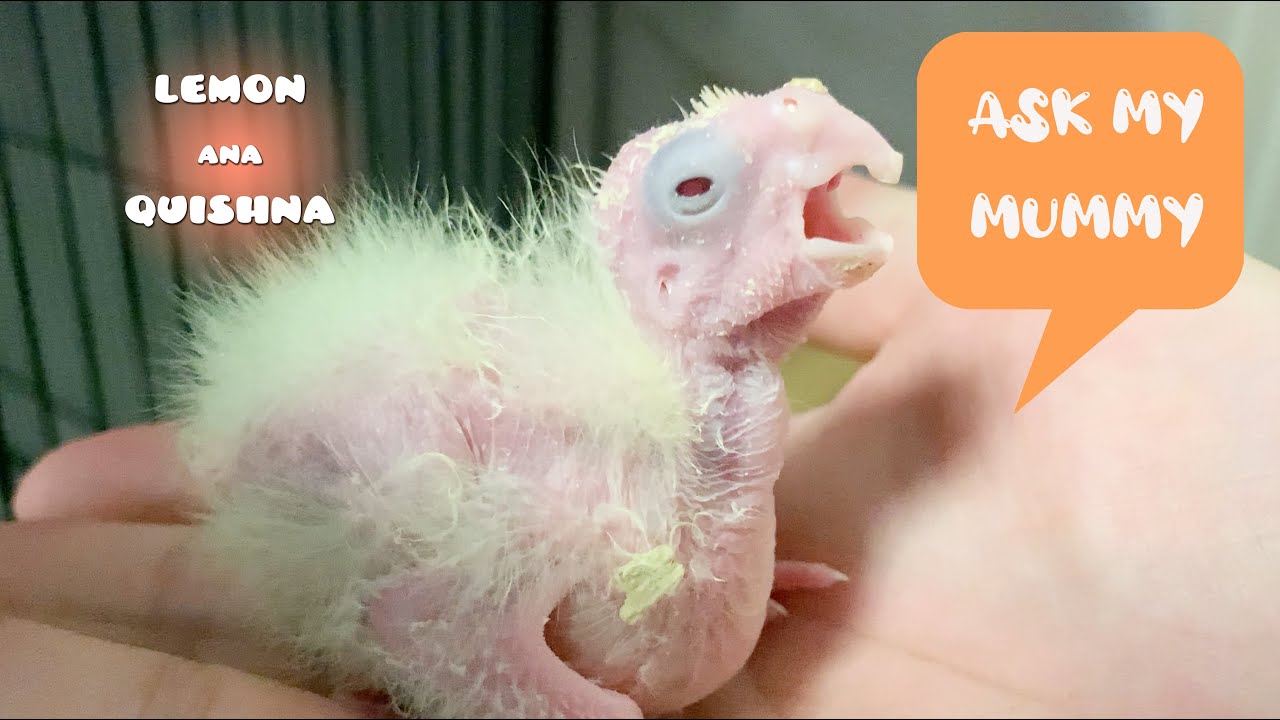 Кто твой папочка?