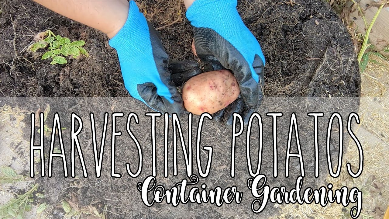 HARVESTING POTATOES - CONTAINER GROWING METHOOD - RED POTATOES