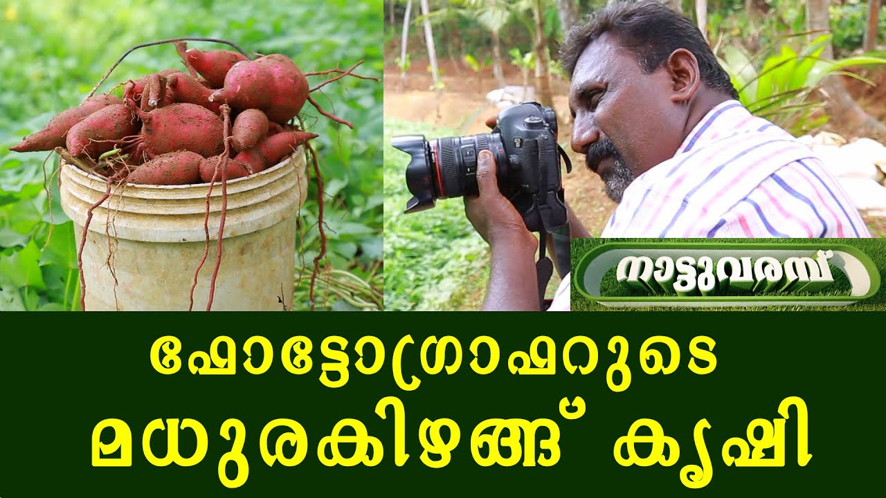 മധുരകിഴങ്ങ് കൃഷി - Sweet potato cultivation | ANIL KUMAR   | NATTUVARAMBU | 14 JUNE 2020 | JANAM TV