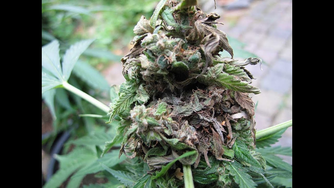 Disposal Of Plants With Bud Rot!