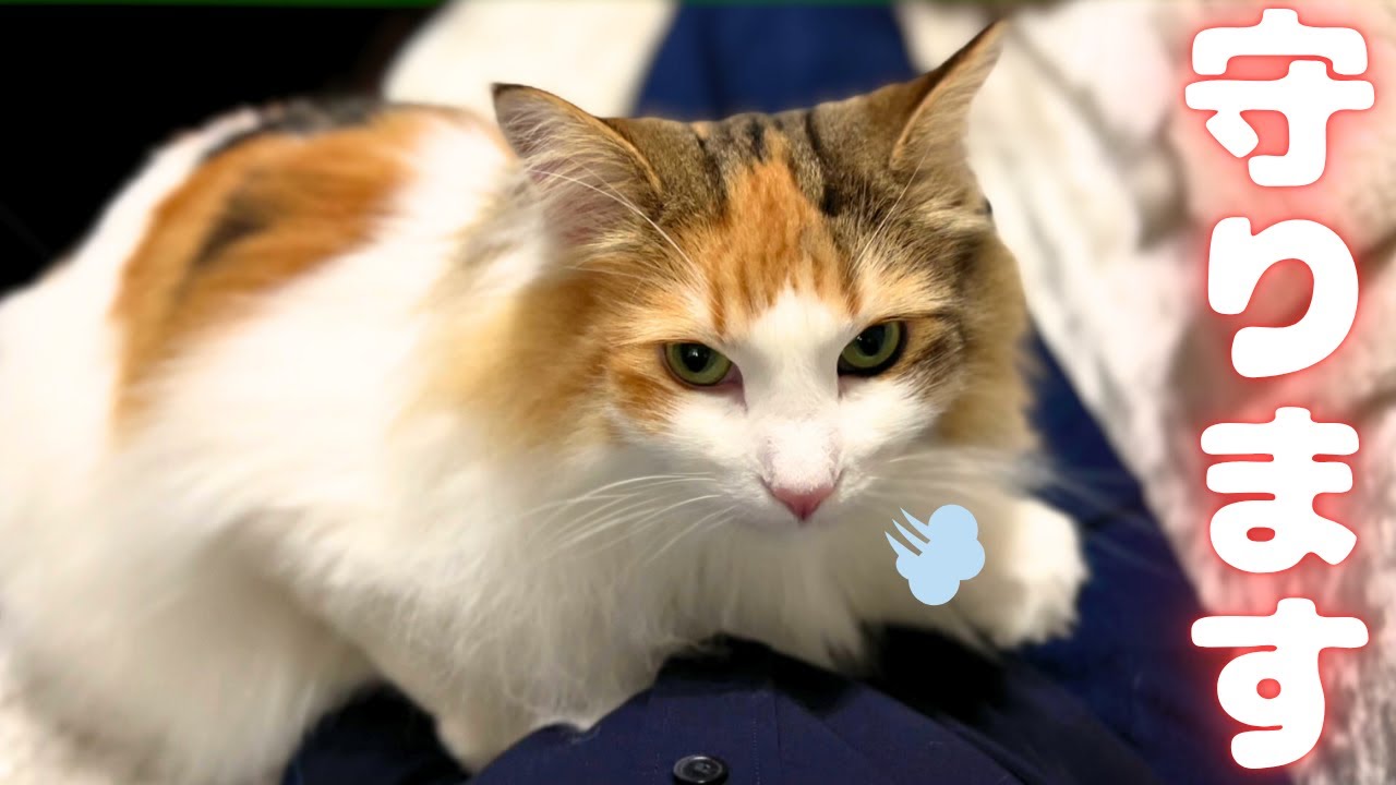 妊娠6～7ヵ月のお腹に寄り添ってくれる保護猫＆北欧猫が可愛すぎる…【シャム猫/シャムミックス＆ノルウェージャンフォレストキャット】#cat #japanesecat