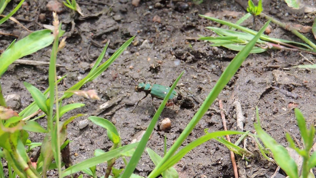 Nieproszony gość na pokładzie: Trzyszcz polny (Cicindela campestris) z gościem na odwłoku