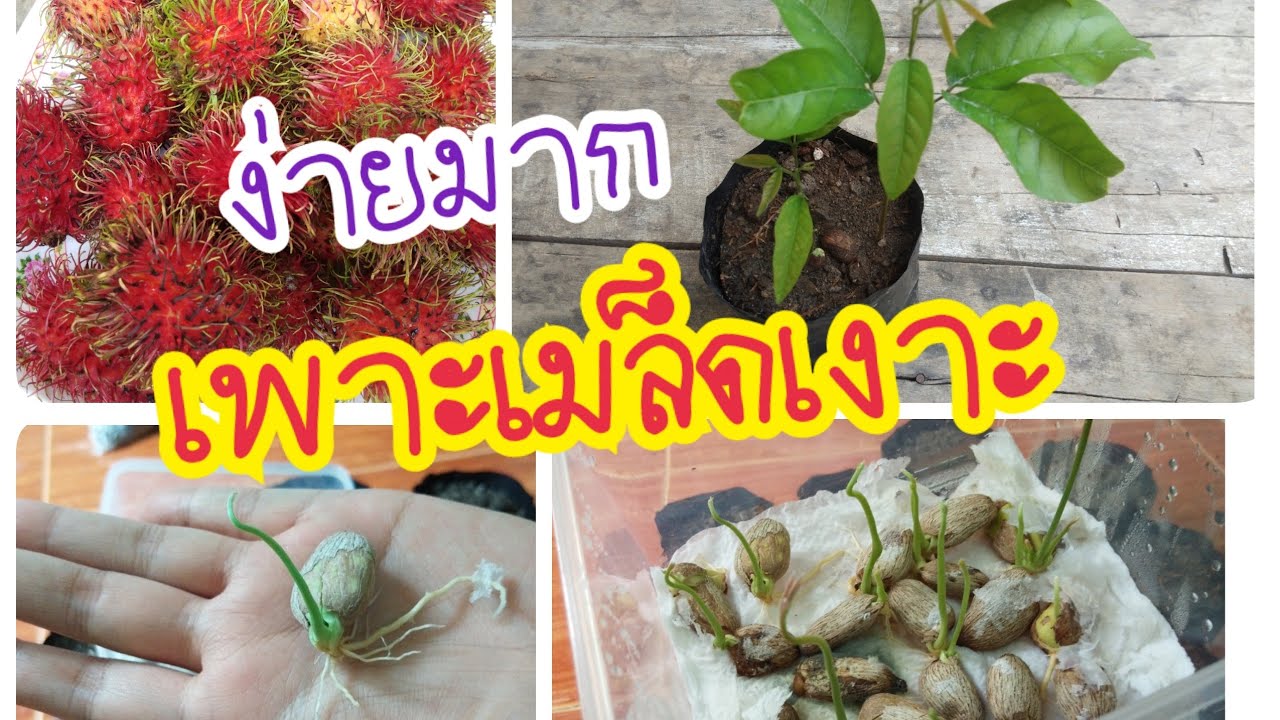 EP. 3 #วิธีเพาะเมล็ดเงาะ ได้ผล100% ปลูกต้นเงาะ #rambutan