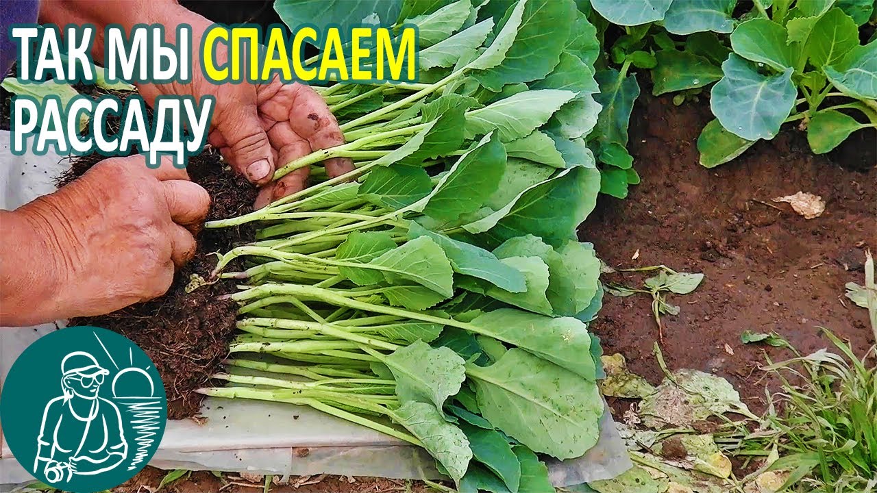 Выращивание рассады 🌿 Спасение от перерастания рассады без химии по технологии Гордеевых
