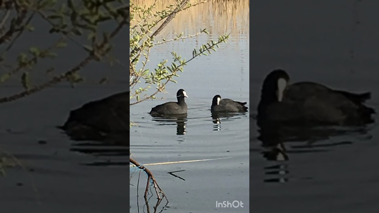 Qaşqaldaq səsi/Голос Лысуха/The Voice of the Coot