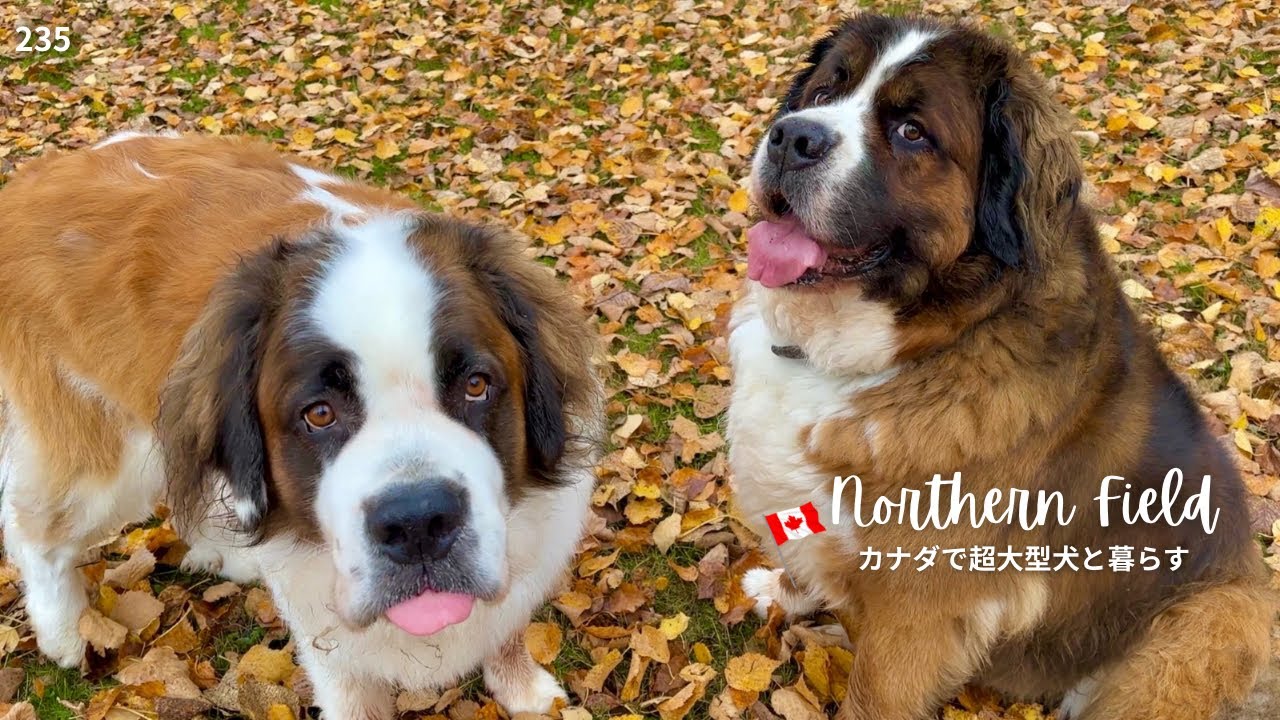 ドローン初墜落｜黄葉の森｜クマ親子【超大型犬とカナダで田舎暮らし】
