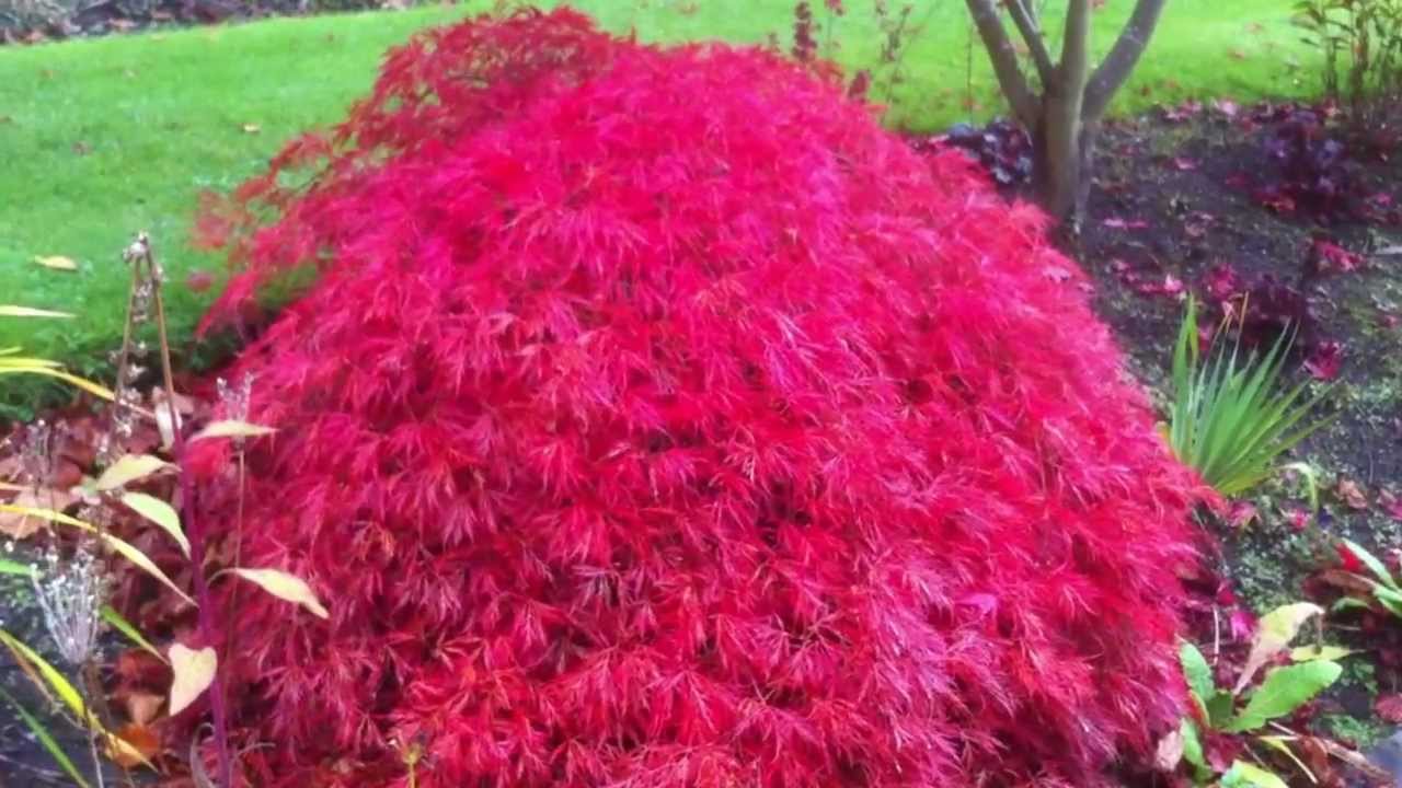 Selected Acer seedlings in Autumn