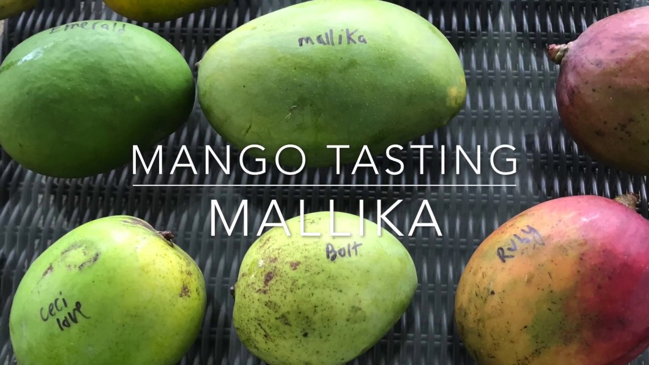 Florida Mango Tasting - Mallika Mangos