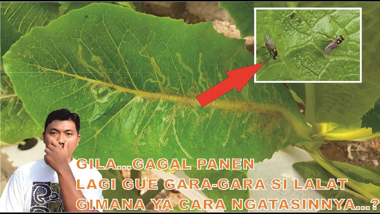 Cara mengatasi liriomyza atau lalat penggorok daun