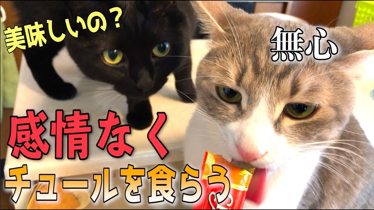 イケメン猫にチュールをあげたら感情がなくなってしまったwwww