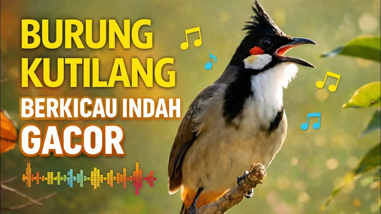 Kicauan Burung murai Alam Asli 🌿 Suara Penyejuk Hati & Pikiran