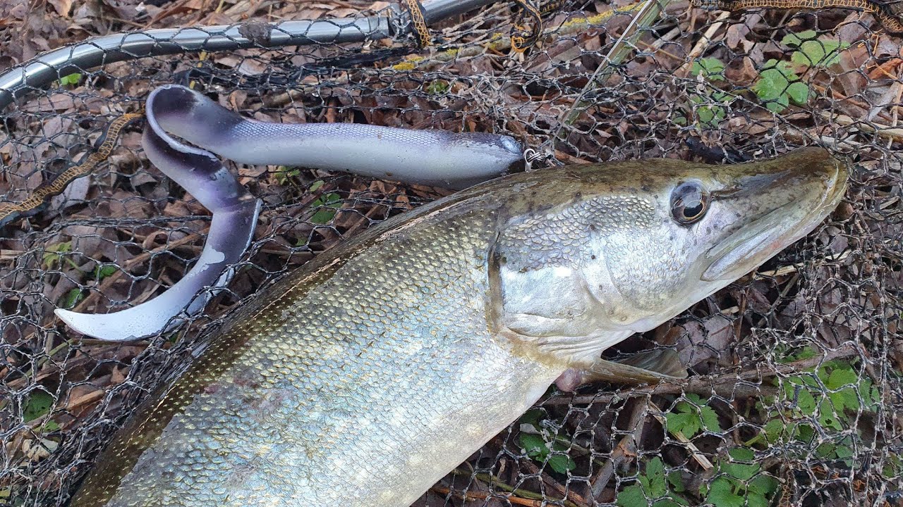 Pescuit la stiuca pe râu in UK!! Pike loves this Viper-Snake!! #pikefishing @fabbylures