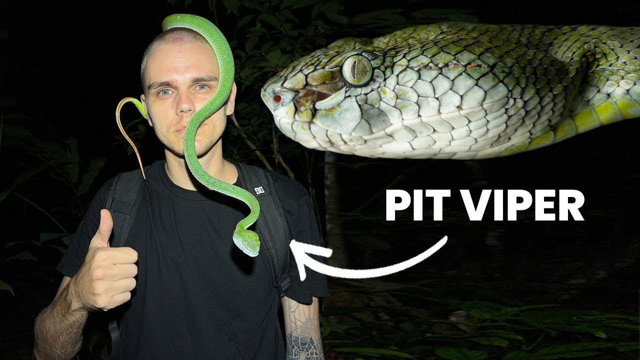 PIT VIPERS &mdash; ДРУЗЬЯ!