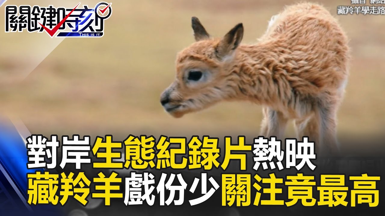 對岸生態紀錄片風光熱映 神秘藏羚羊戲份最少關注度竟最高！？ 關鍵時刻 20170424 3 馬西屏 王瑞德 黃世聰 黃創夏