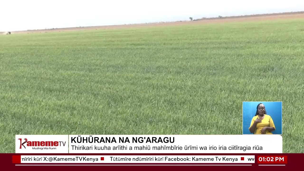 #MohoroGitau
