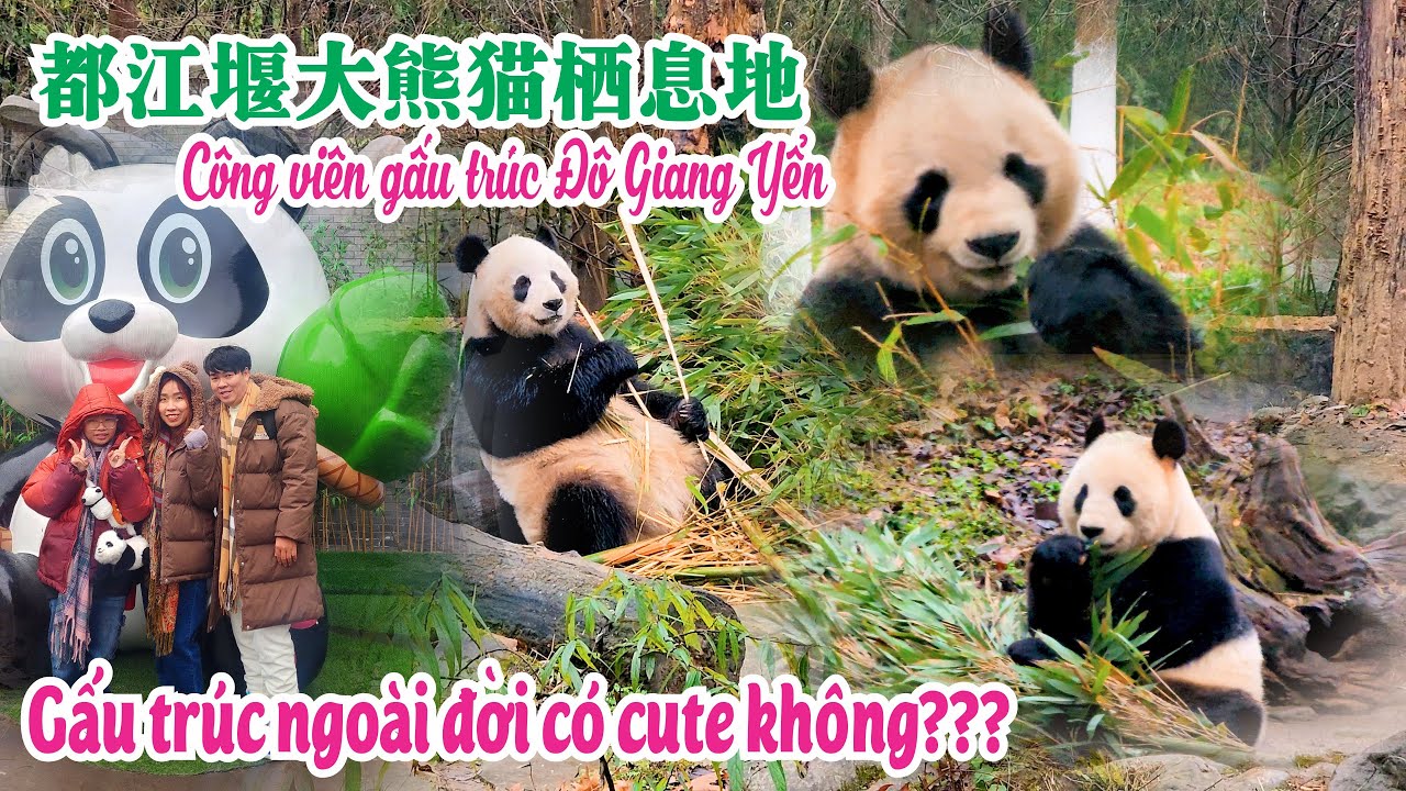 [Review] 都江堰大熊猫栖息地 / Công viên gấu trúc Đô Giang Yển / Đi thăm gấu trúc xem có đáng yêu không nè?