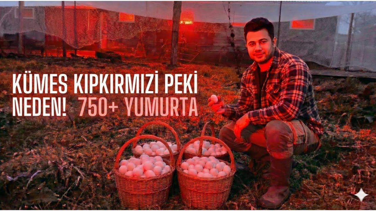 Komşular "Kümeste Yangın Var" Sandı, Gerçek Başkaydı! YUMURTA SAYISI NE KADAR OLDU? 
