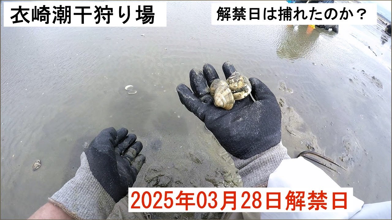 2025年03月28日 愛知県衣崎海岸（ころもざき）潮干狩り場 解禁日は捕れたのか？