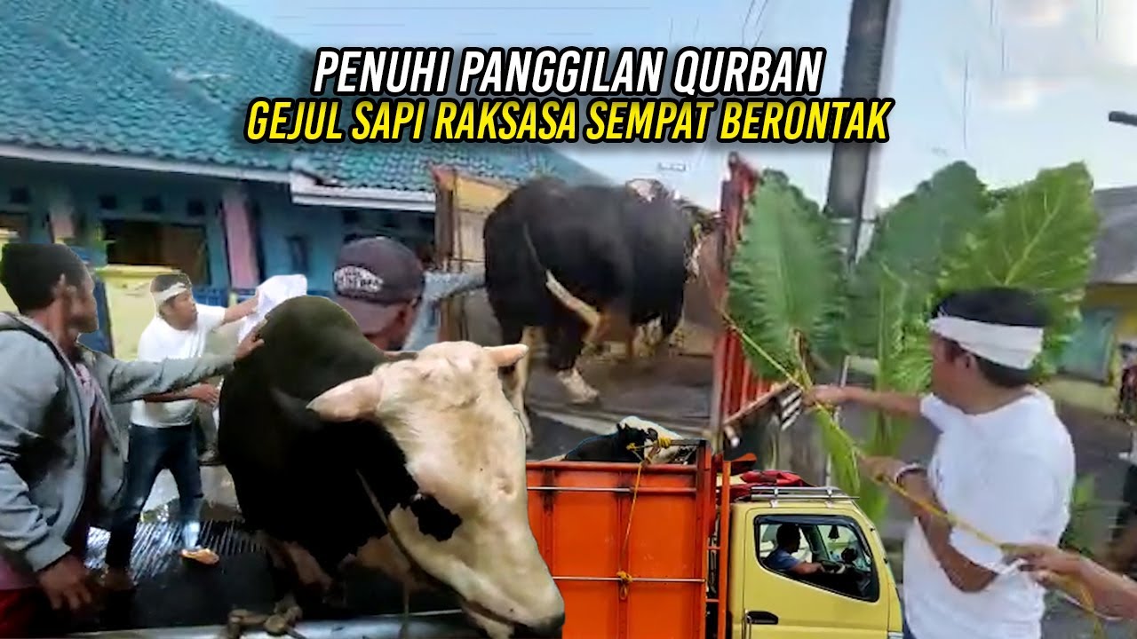 SAAT SI GEJUL KELUAR DARI K4NDANG | SAPI RAKSASA TINGGALKAN KAMPUNG PENUHI PENGGILAN QURBAN
