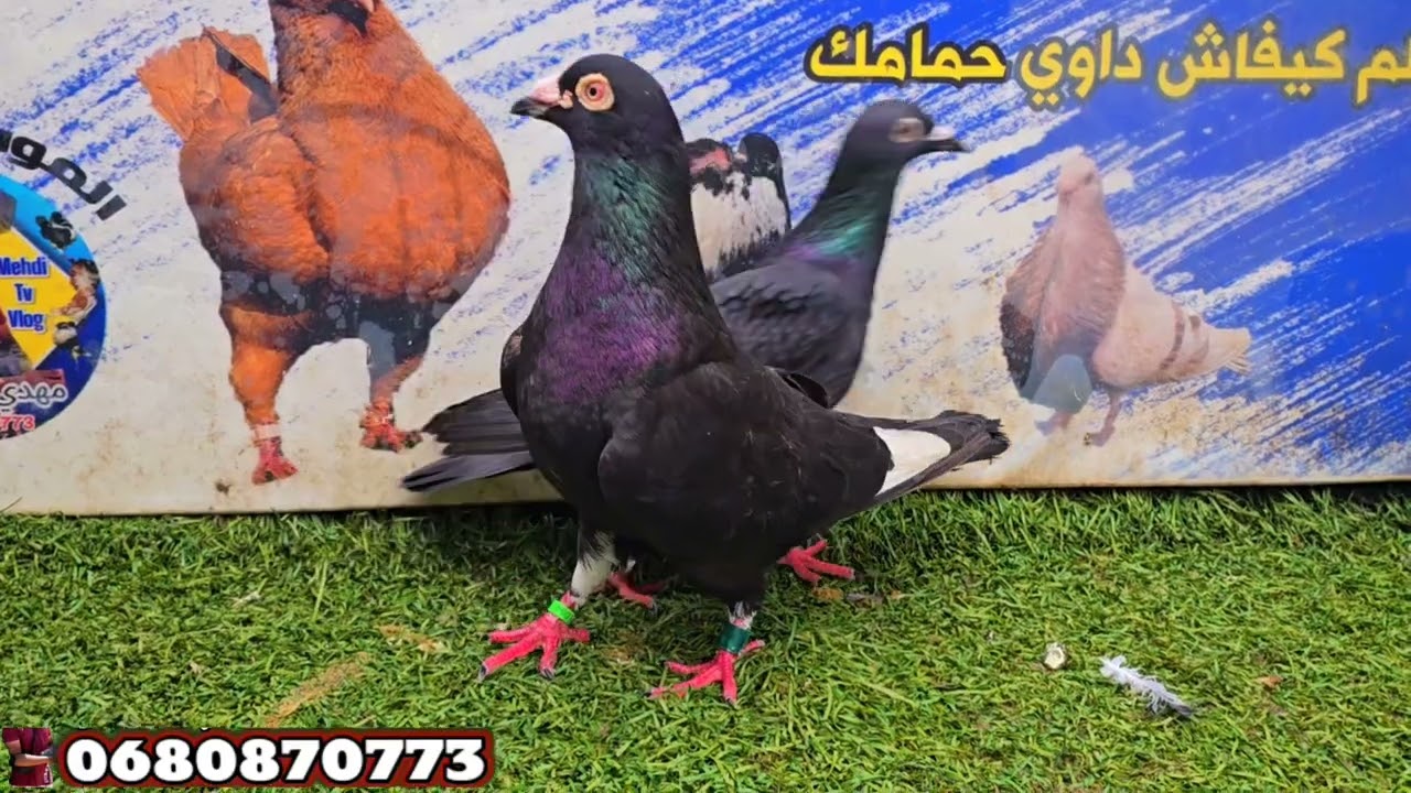 الجديد وصل فيديو خرافي مرحبا بالجميع 🖤✅️💢💢💢