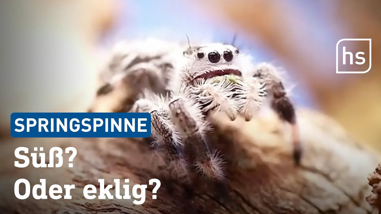 Immer mehr Hessen halten Springspinnen als Haustiere | hessenschau