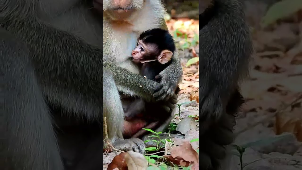 Monkey Grab In Cambodia Good All Monkeys In Khmer #247