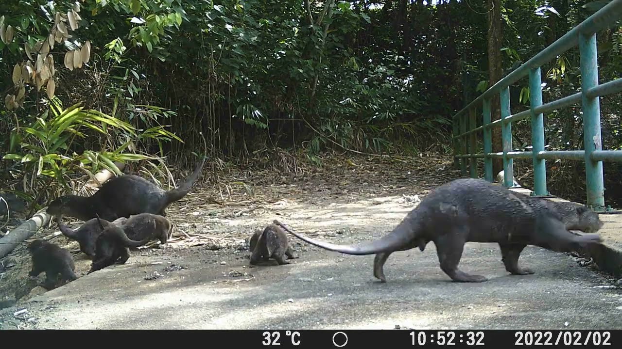 Smooth-coated Otter Family - Caught on trailcam