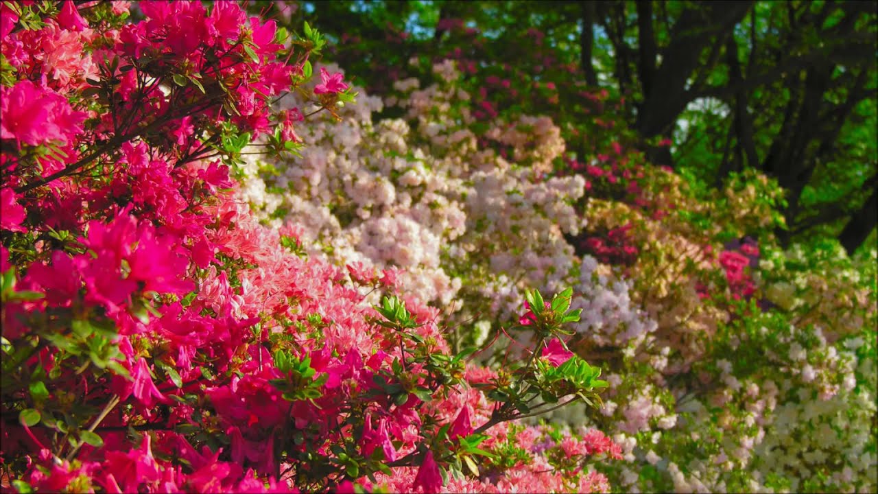 LoveBGM【Background Music (Musical Genre)】BGM to become friendly feeling instrumental songs