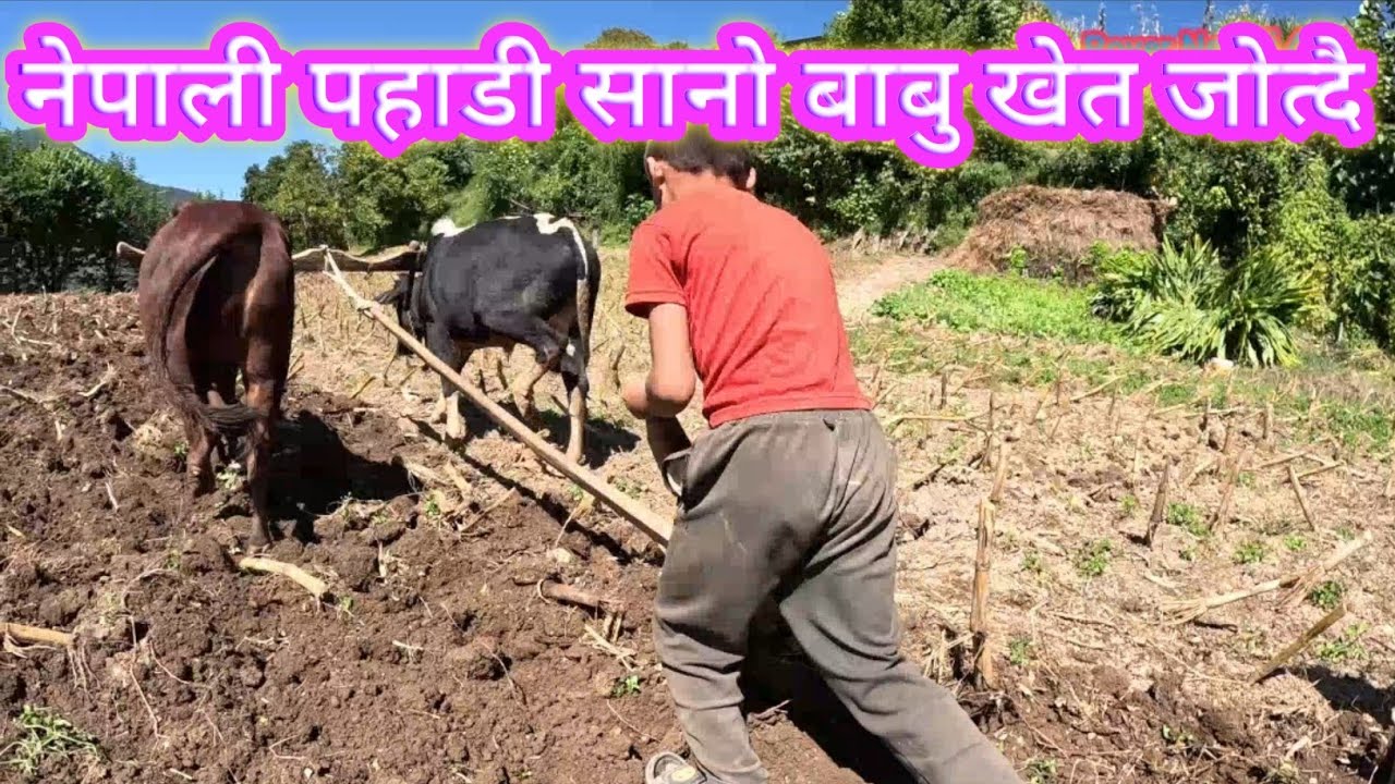 पहाडी नेपाली खेतीबारी खाेदाई चलरहाहे रुकुम पश्चिम बाँफिकाेट मग्मा जिप्सिङ्ग!!