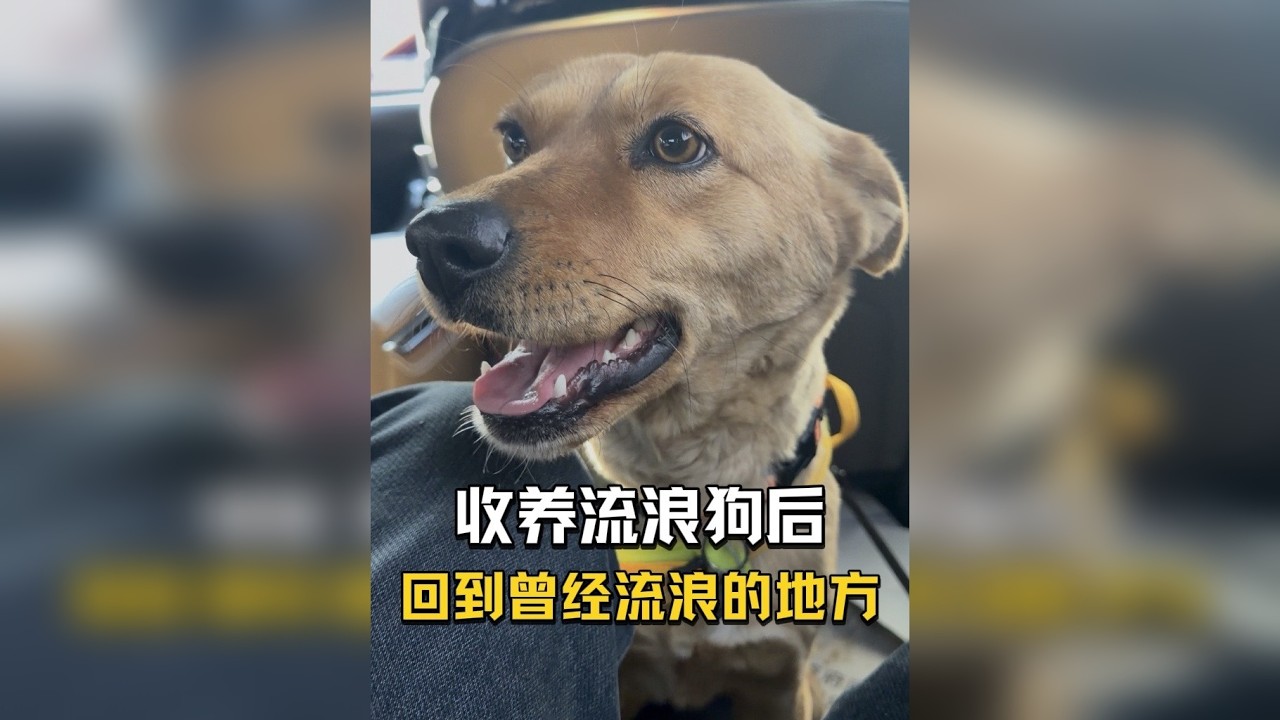 带它回到它的过去后，它喜欢这里？还是农村？