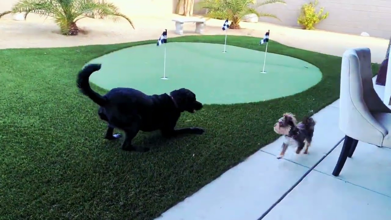 Baby Max and Baby Jake,  playing together for the very first time: