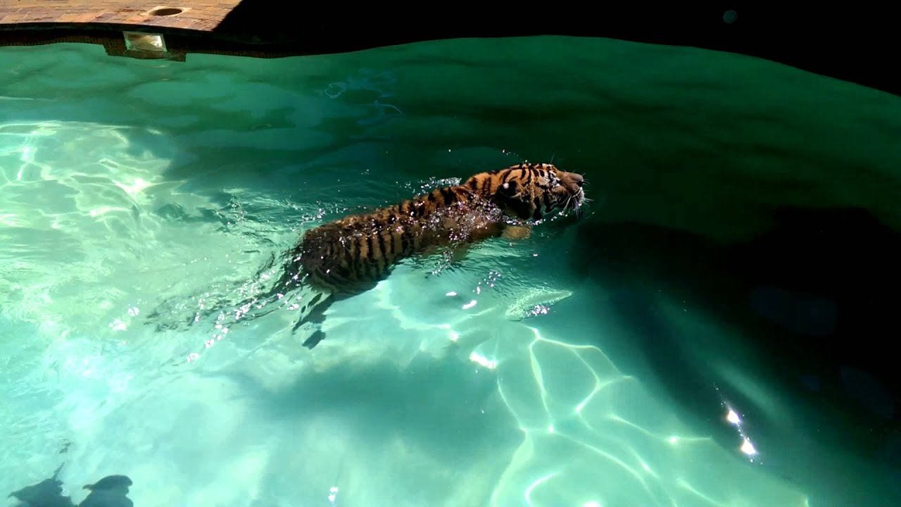 Ozzy's first solo swim