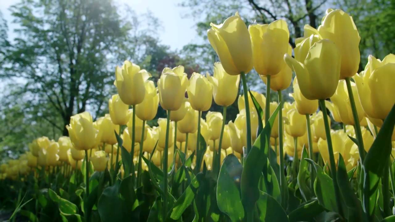 I Bulbi da fiore Sgaravatti: è arrivato il momento di piantarli nel tuo giardino