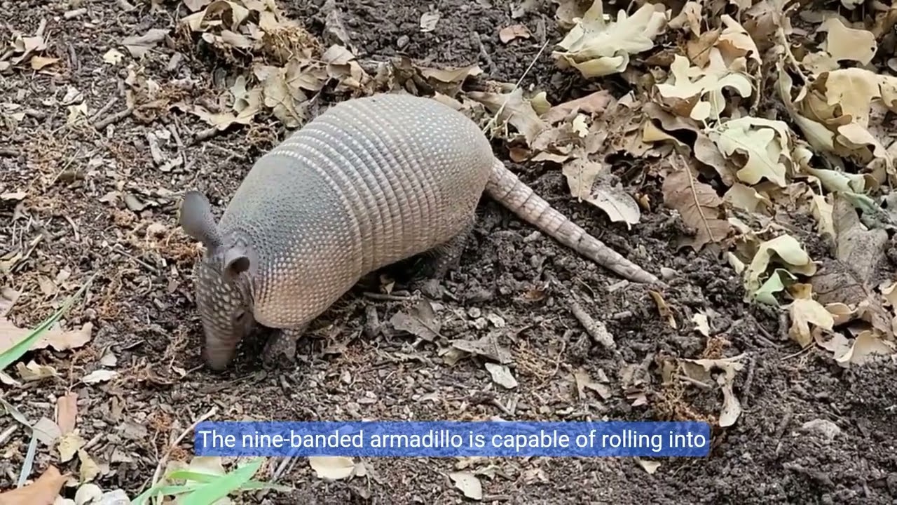 Kids Edition - Amazing Mammals - 10 Unique Animals You Must Know - Fascinating Species