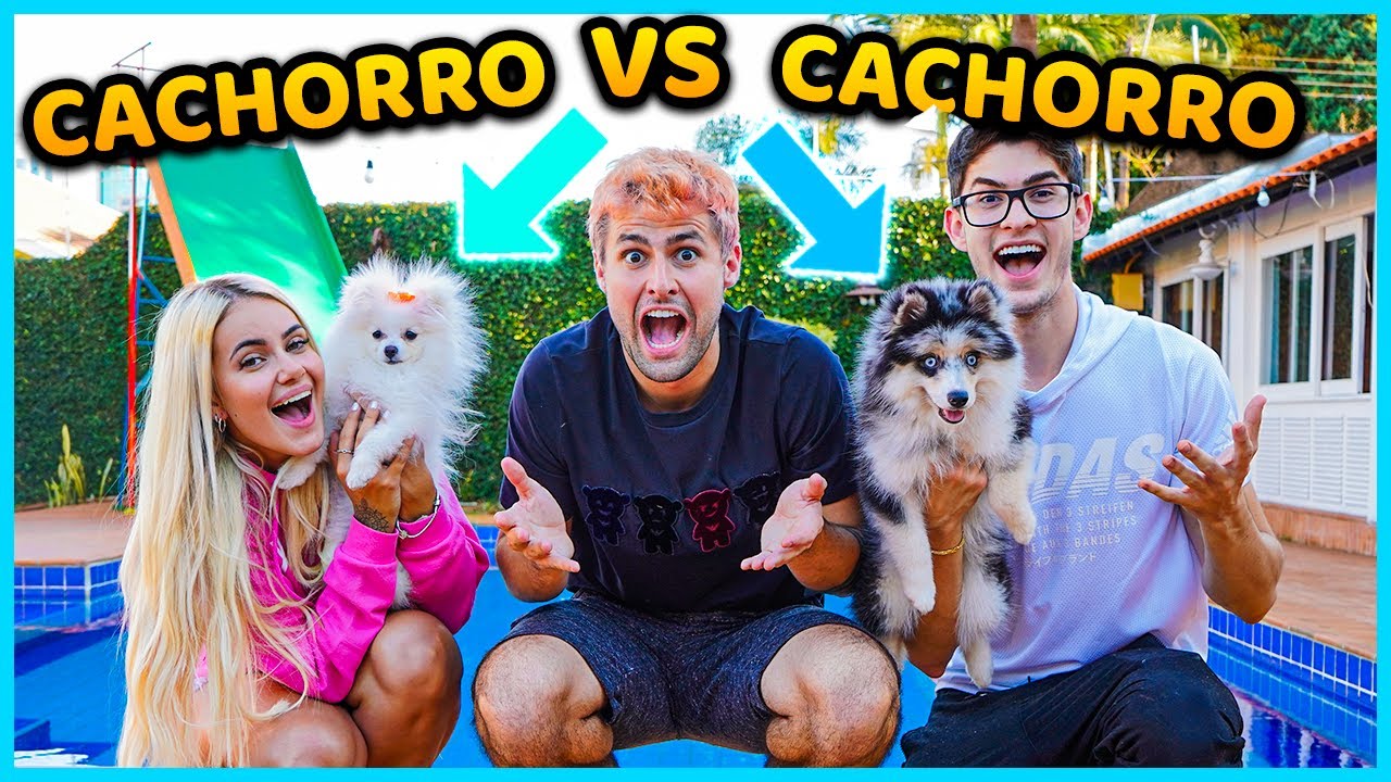 QUEM TEM O MELHOR CACHORRO DA CASA!! ( CACHORRO VS CACHORRO ) [ REZENDE EVIL ]