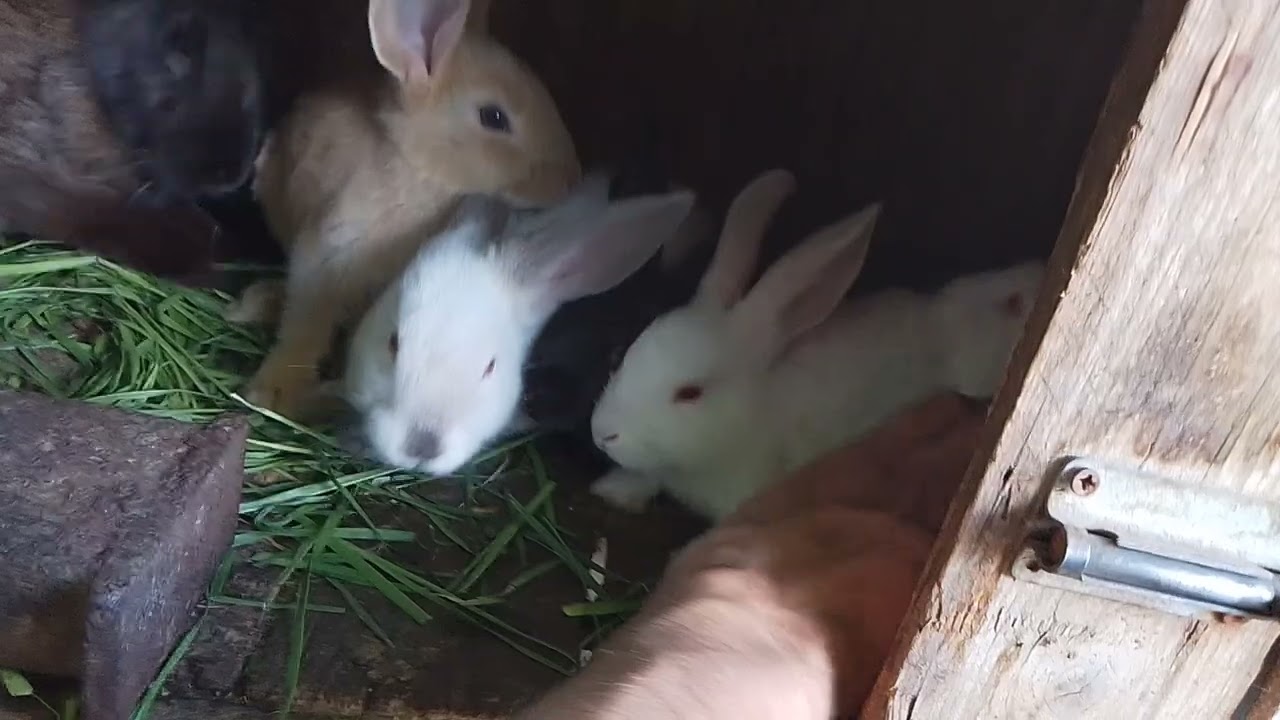 Egy újabb körbevezetés a Vidéki Életben !