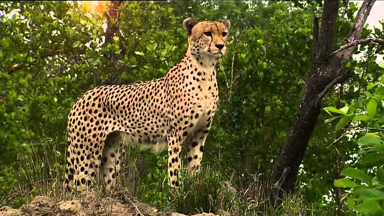 EWT African Wildlife