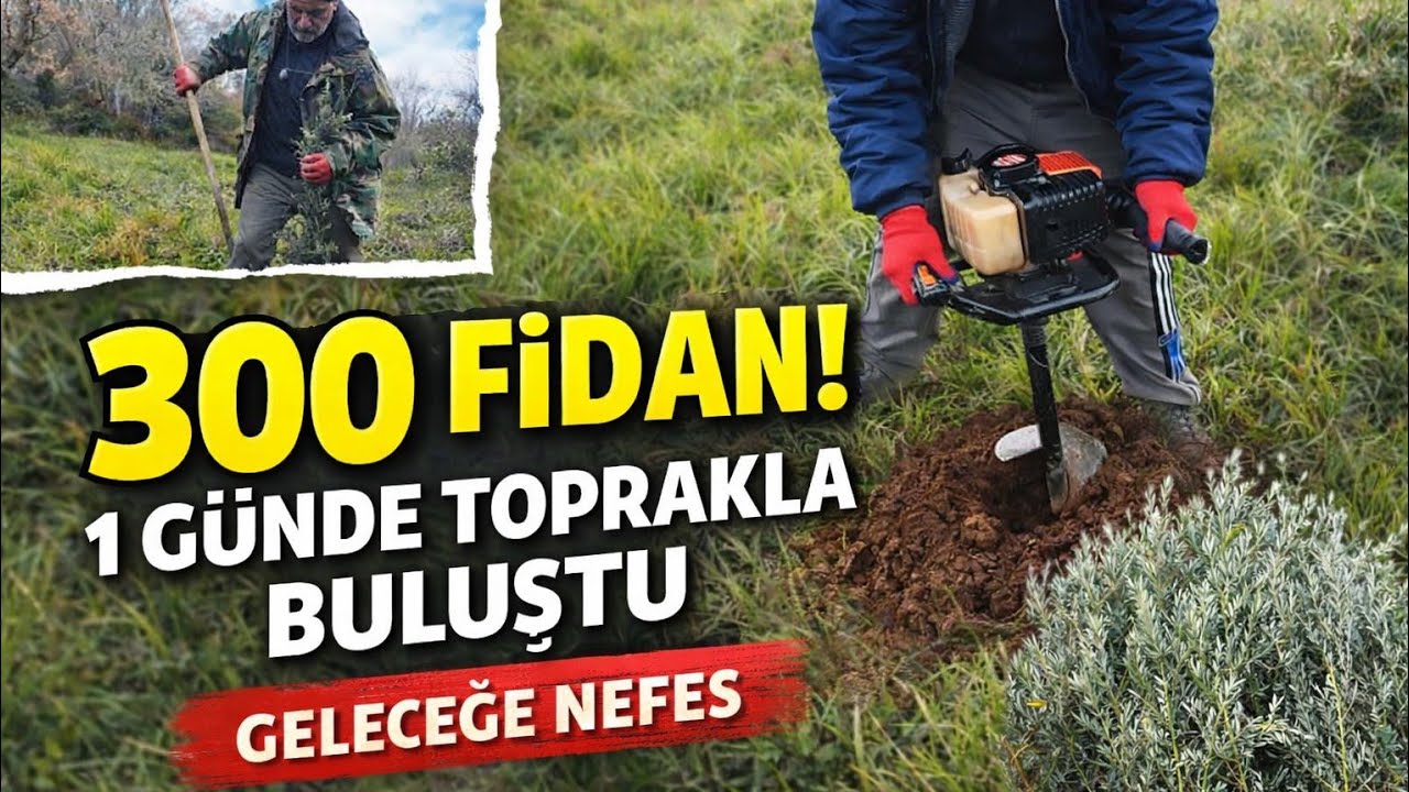 BİR GÜNDE 300 ZEYTİN FİDANI DİKTİK! Geleceğe 300 Can Bıraktık 🌿