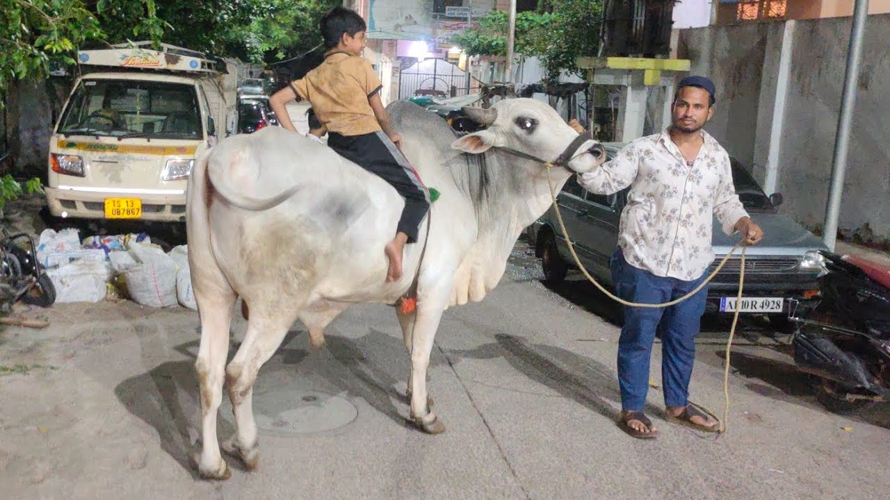 pure quality Ongole bulls in tappachabutra | bade janwar in tappachabutra new police station hyd