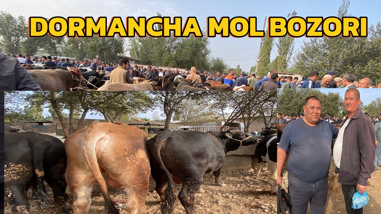 3 YIL BOQILGAN BUQA TAROZIGA SOTILDI DORMANCHA MOL BOZORI 23/09/2025